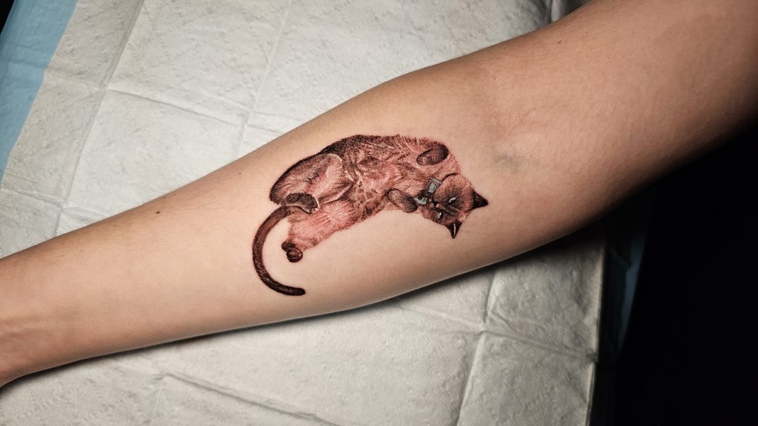Sleeping cat in micro-realism, inner forearm tattoo